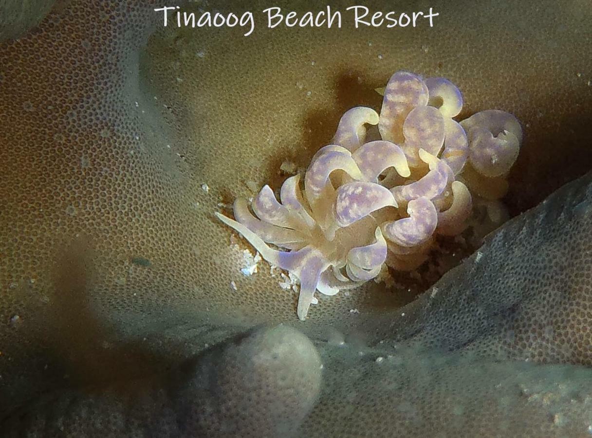 Tinaoog Beach Resort Alad Екстер'єр фото